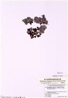 藏品(寬珊藻)的圖片